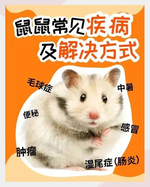 仓鼠不小心沾水了会死吗缩略图