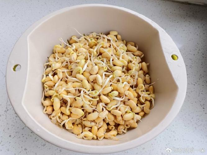 如何泡黄豆芽菜图标