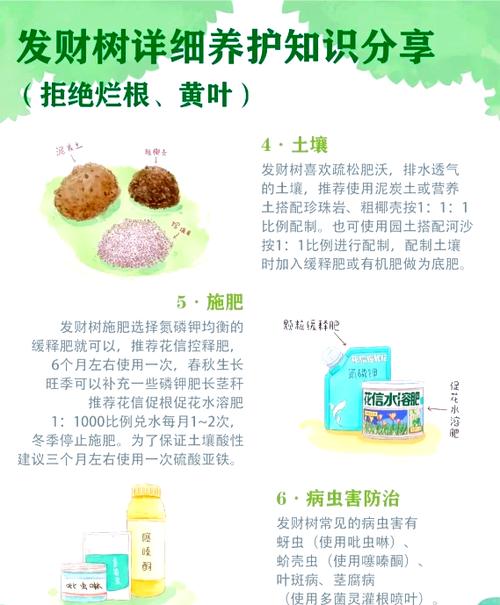 发财树树干开始变软怎么补救缩略图