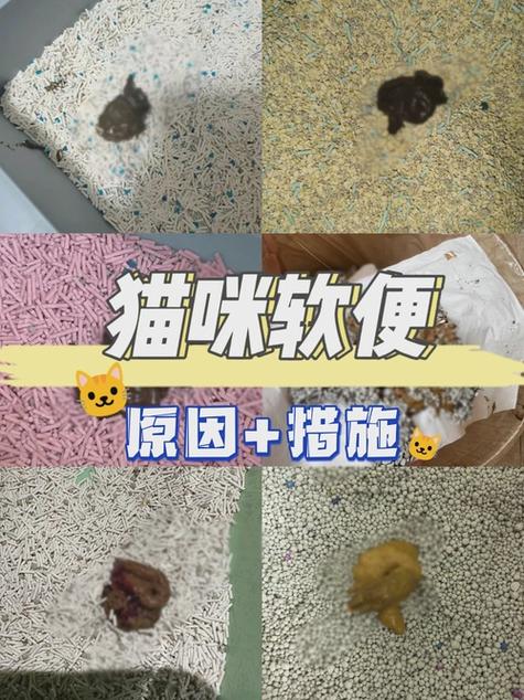 猫突然乱拉屎要警惕缩略图