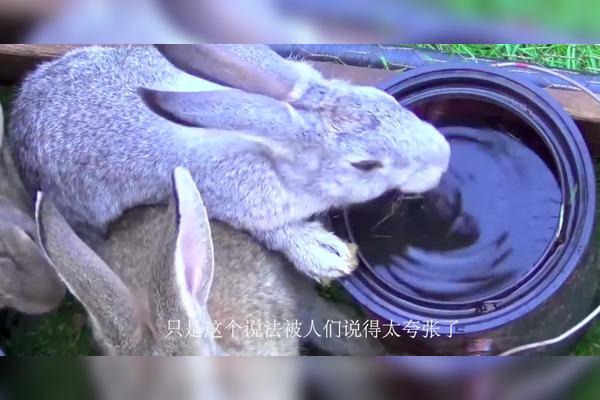兔子为什么一碰水就会死游戏截图