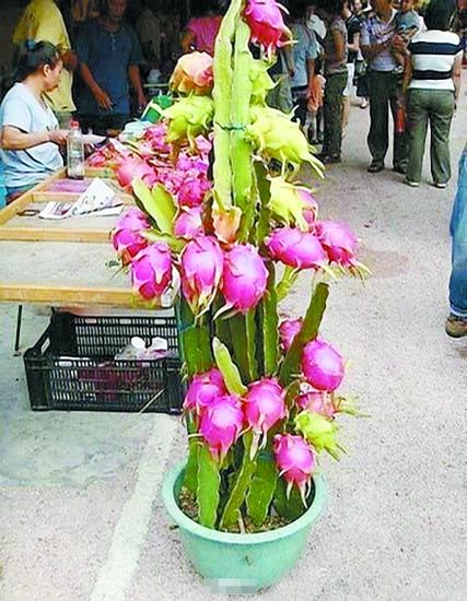 火龙果长在仙人掌上图标