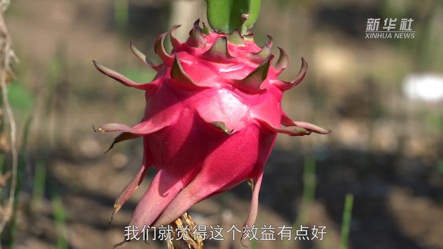 火龙视频下载安装缩略图