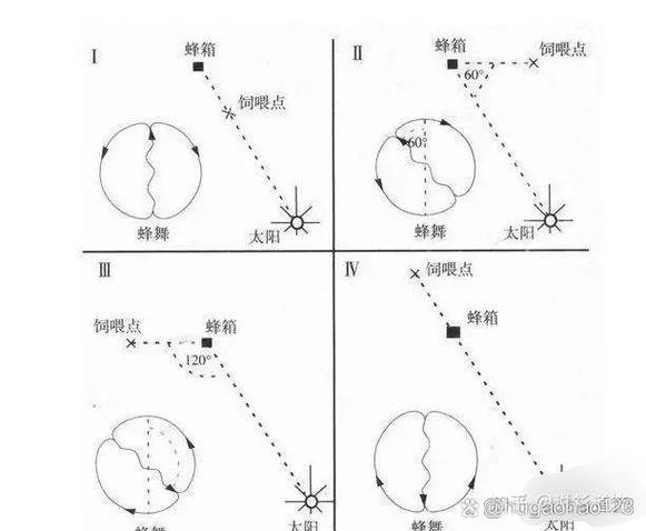 蜜蜂八字舞的深层含义缩略图