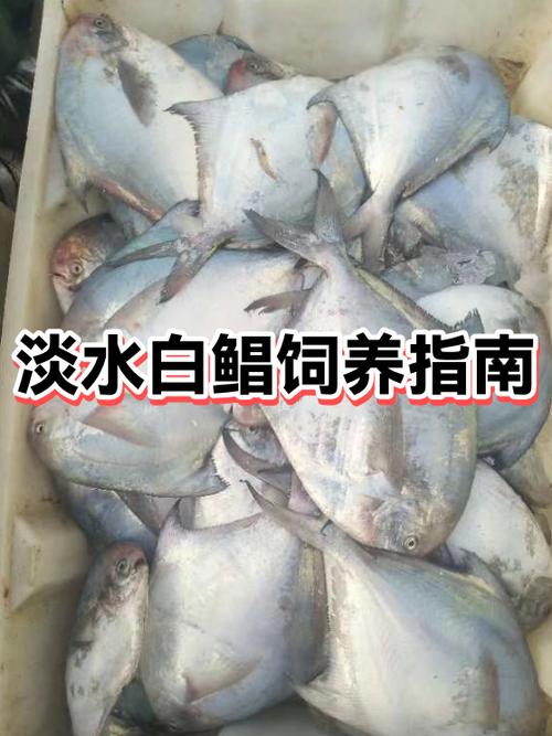 鲳鱼为什么尽量少吃