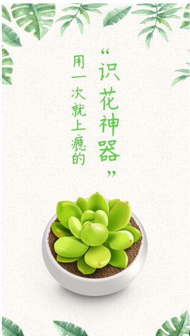 月季花和玫瑰花是一个品种吗缩略图