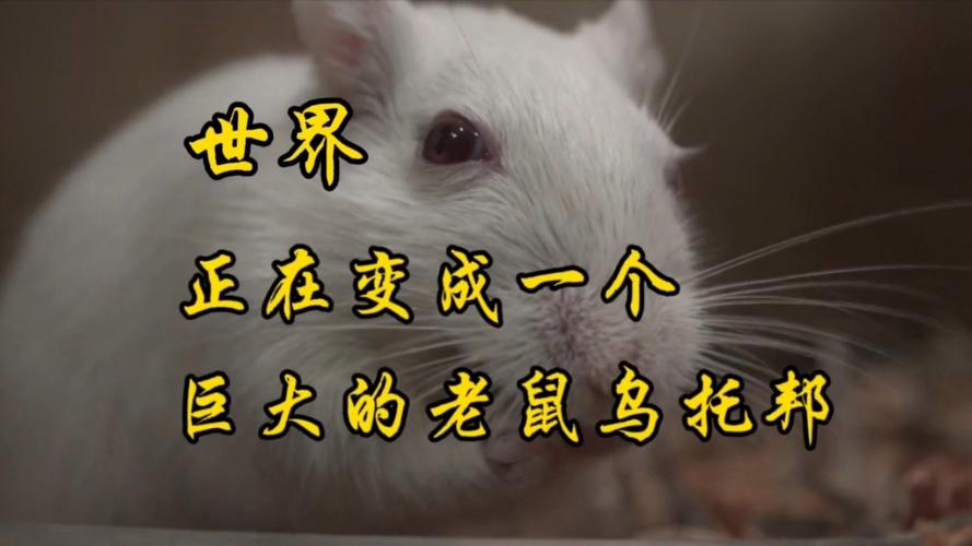 老鼠乌托邦25号宇宙缩略图