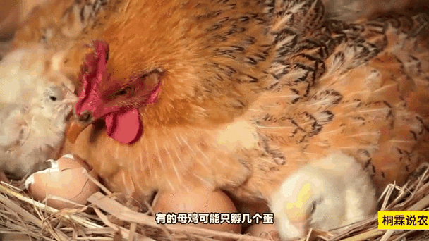 母鸡孵小鸡一次放几个蛋图标