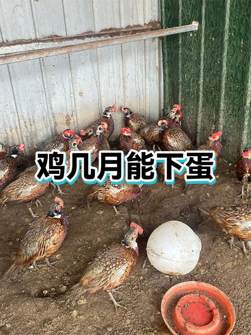 新母鸡光蹲窝不下蛋吃什么药游戏截图