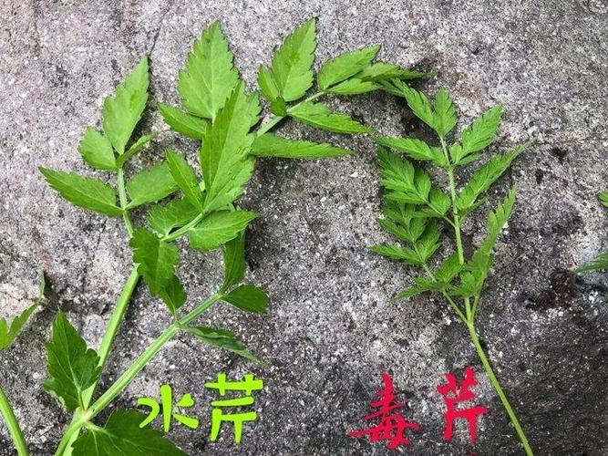 有毒植物有哪些缩略图