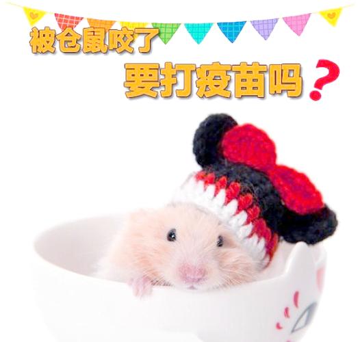 仓鼠被另一只仓鼠咬了要用什么药缩略图