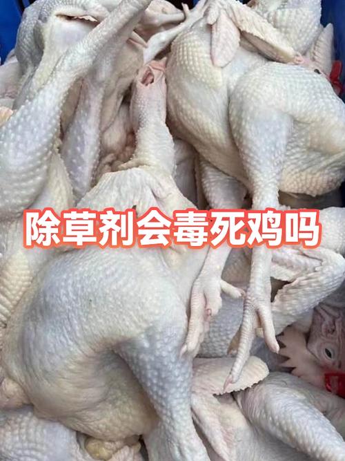 鸡吃什么能快速被毒死图标