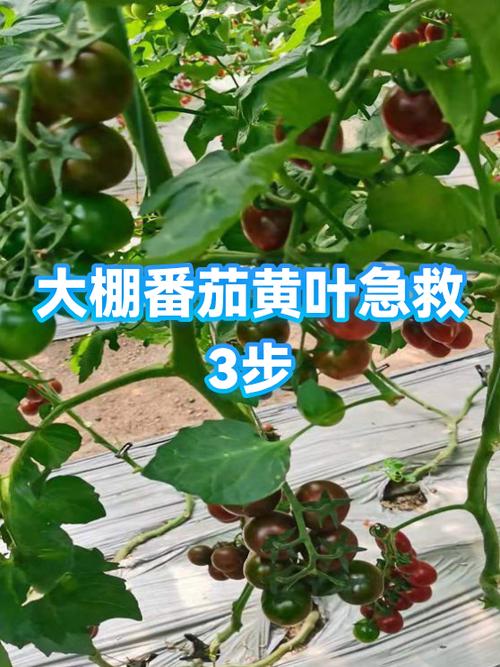 西红柿的叶子发黄是什么原因图标