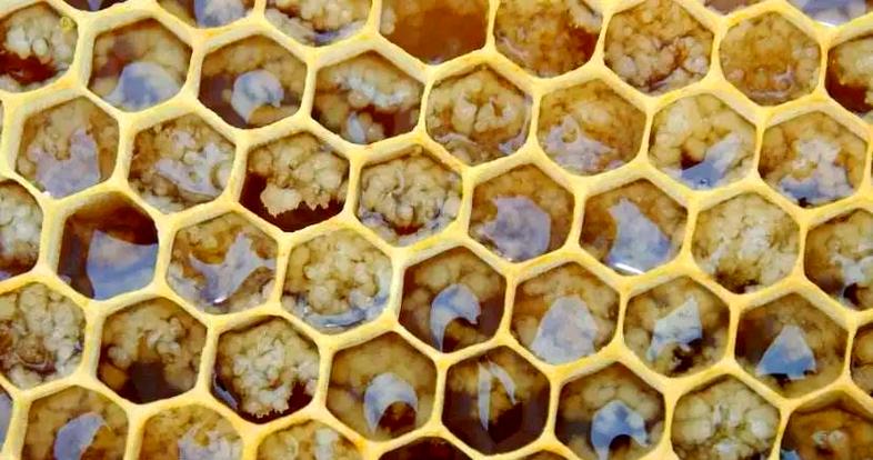 我的世界如何判断蜂箱里有没有蜜蜂缩略图
