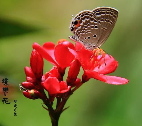 蝶恋花相思十首美篇缩略图