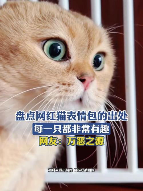 最近抖音很火的一只表情猫缩略图