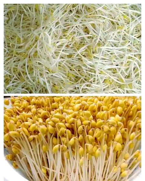 绿豆芽黄豆芽发芽视频图标