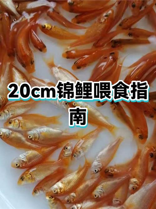 锦鲤喂什么长得快缩略图