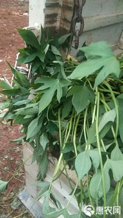秦薯4号红薯品种介绍缩略图