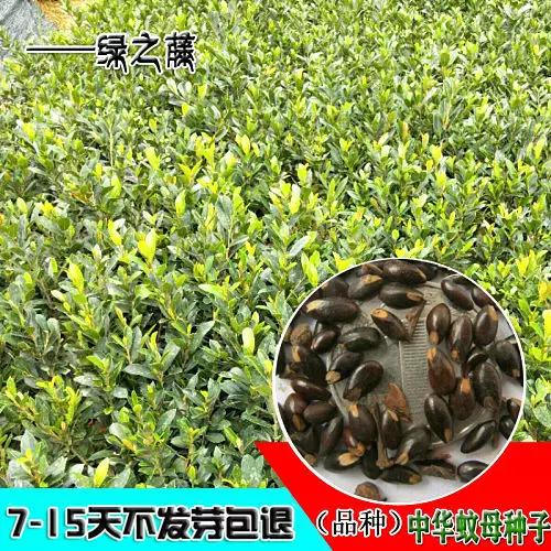 蚊母大叶好还是小叶好缩略图