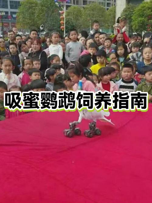 为什么不建议养吸蜜鹦鹉缩略图