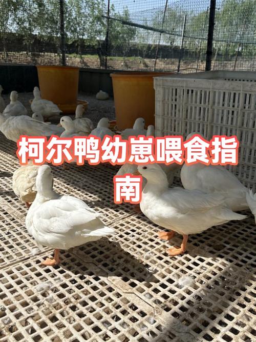 小鸭子怎么喂养才是最佳方法缩略图