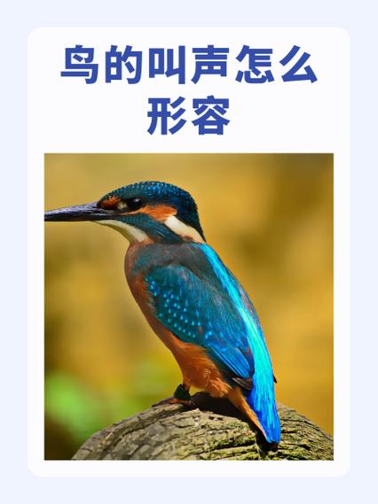 形容鸟儿叫声的词语图标