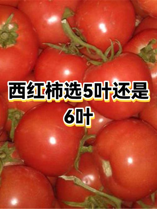 番茄五个叶子好还是六个叶子好图标