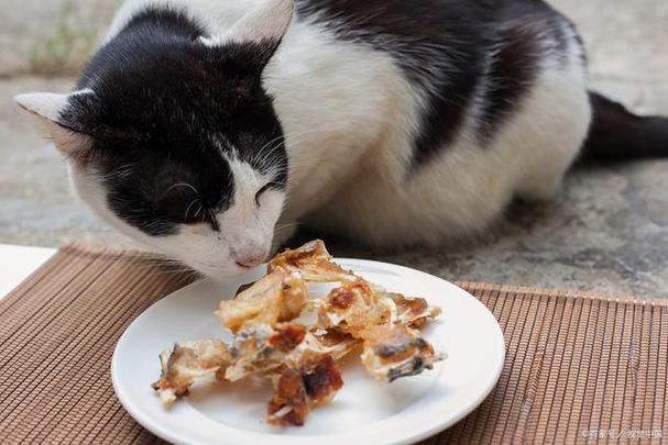 猫咪吃了鸡骨头会怎么样缩略图