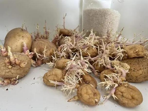 土豆发芽到底能吃不能吃图标