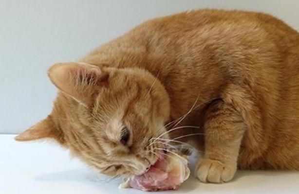 小猫可以吃鸡骨头吗缩略图