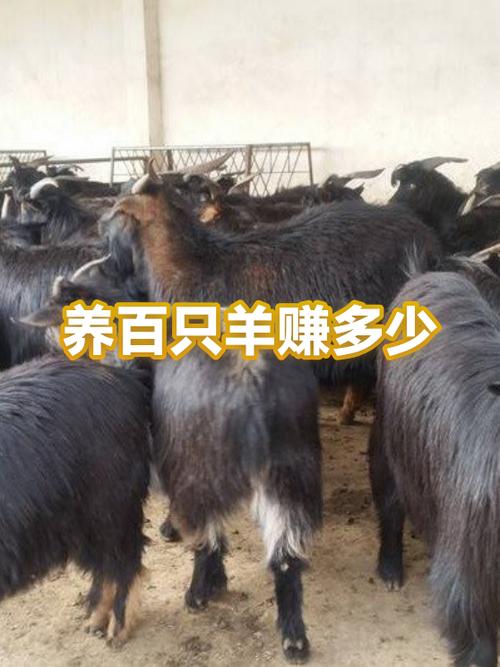 养羊100只投资需要多少钱缩略图