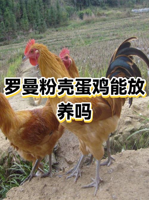 养蛋鸡赚钱吗 利润多少游戏截图
