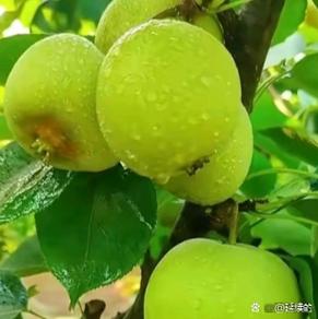 种果树免费拿水果是真的吗游戏截图