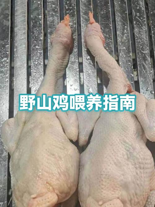 刚出壳的小鸡怎么喂养游戏截图