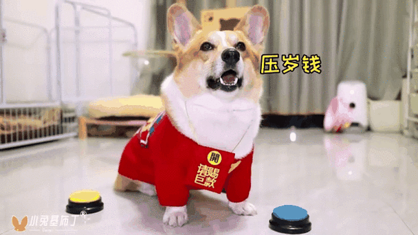 狗送人红包给多少吉利缩略图