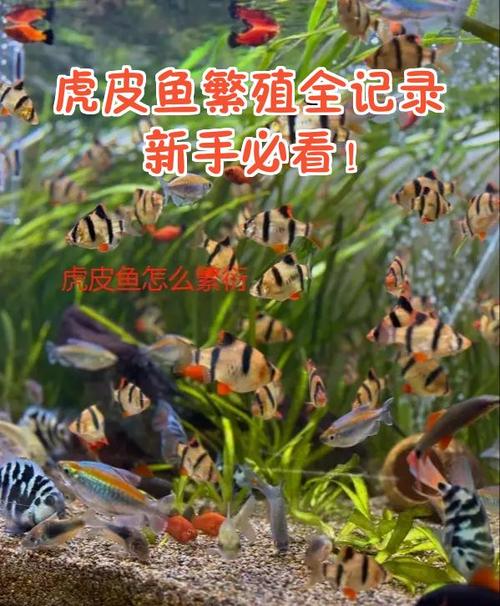 虎皮繁殖几年淘汰一次图标