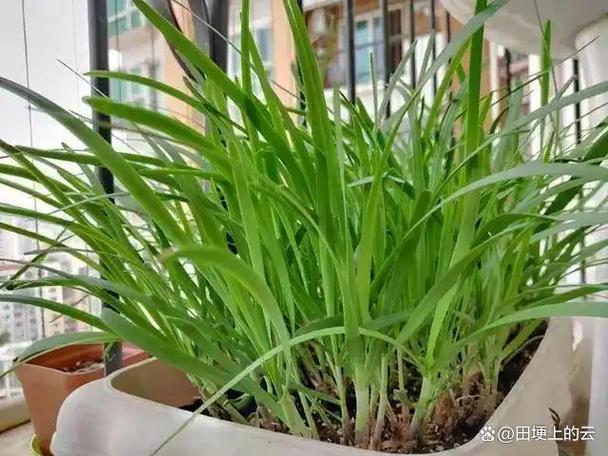 韭菜怎么种才能长得又粗又壮图标