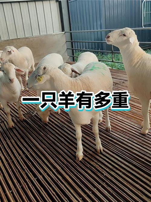买一只60斤活羊多少钱缩略图
