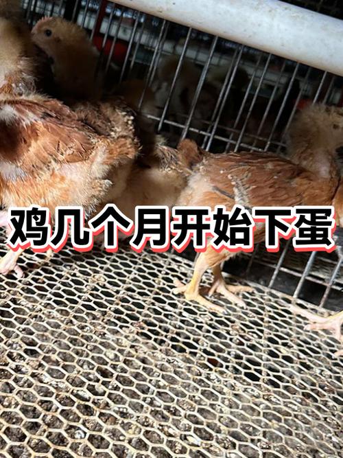 家养土鸡几个月开始下蛋游戏截图