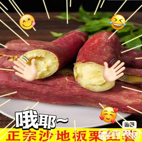 秦薯5号红薯简介正版缩略图