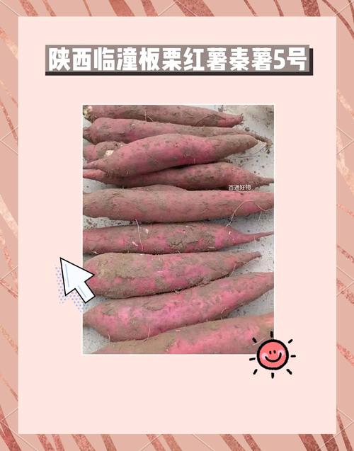 秦薯5号红薯简介正版