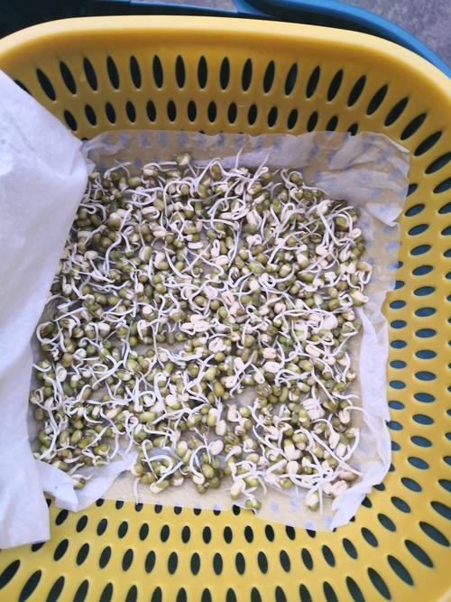 绿豆芽转发