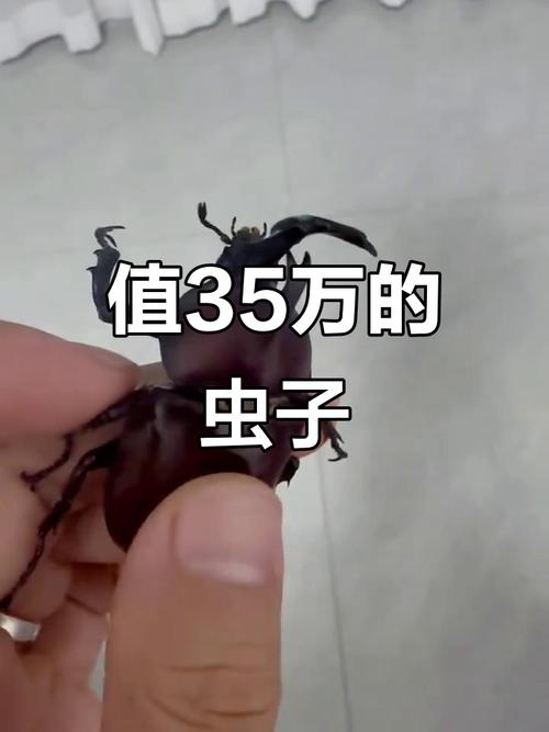 独角仙多少钱一只图标