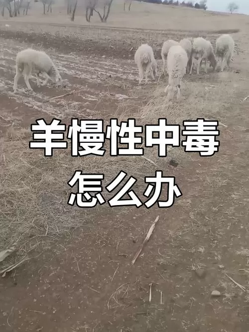 羊吃农药中毒一般多久有反应缩略图