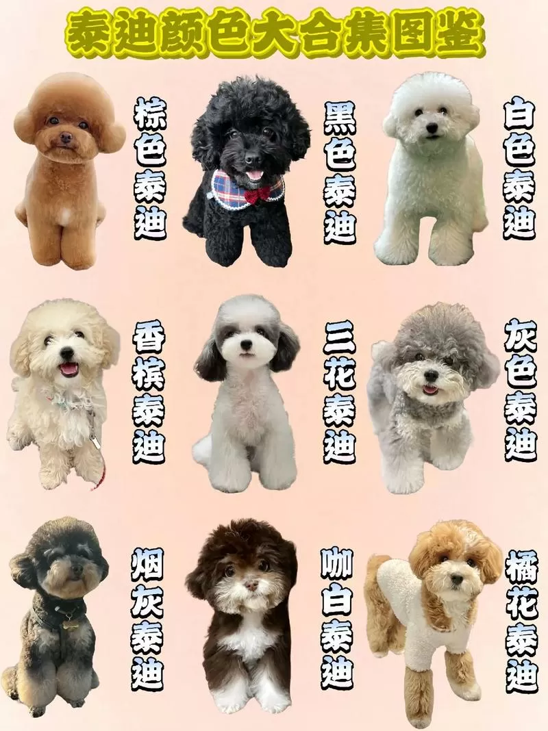 贵宾犬最稀有三个颜色缩略图